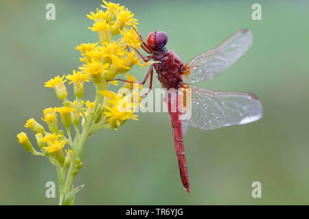 Broad Scarlet, Common Scarlet-darter, Scarlet Darter, Scarlet Dragonfly (Crocothemis erythraea, Croccothemis erythraea), male at a goldenrod, Germany, Bavaria Stock Photo