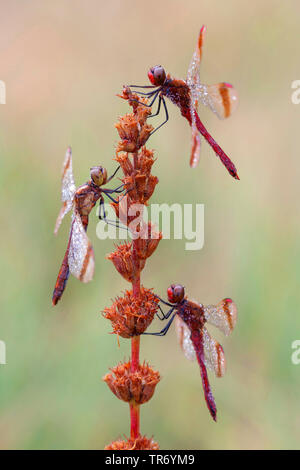 banded sympetrum (Sympetrum pedemontanum), three banded darter at an inflorescence with morning dew, Germany, Bavaria Stock Photo