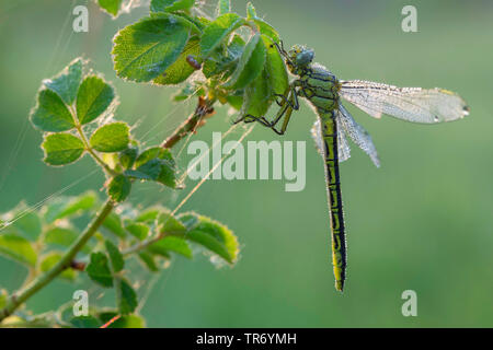 Western European gomphus (Gomphus pulchellus), sitting at a twig with leaves, Germany, Bavaria Stock Photo