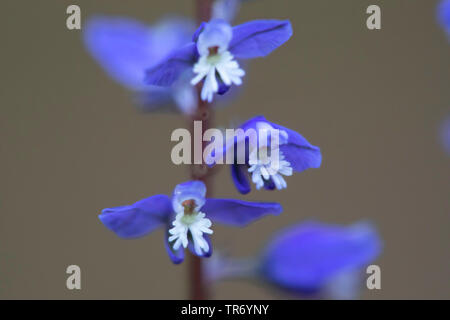 Alpine milkwort (Polygala alpestris), flowers, Austria Stock Photo
