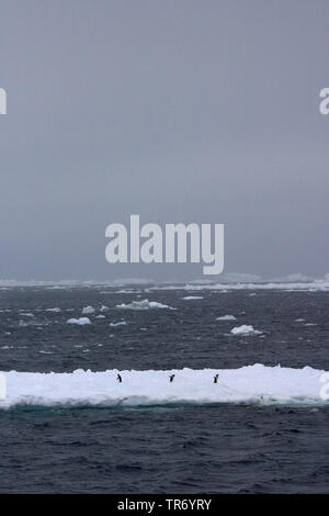 adelie penguin (Pygoscelis adeliae), three adelie penguins on ice floe, Antarctica, Weddell Sea Stock Photo