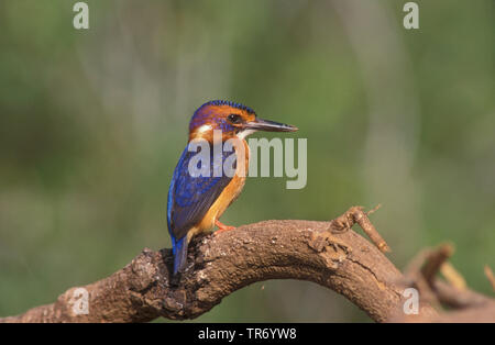 African Pygmy Kingfisher (Ispidina picta, Ceyx pictus), sitting on a branch, Kenya Stock Photo