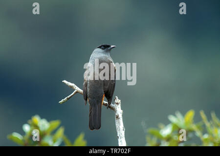 Bay-vented Cotinga, Sclater-cotinga (Doliornis sclateri), perched on branch in high Andes, Peru Stock Photo