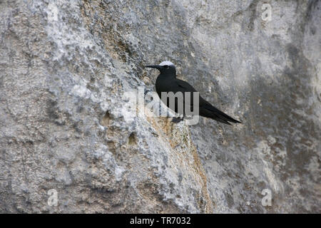 White-capped noddy, Black noddy (Anous minutus), Ascension Stock Photo