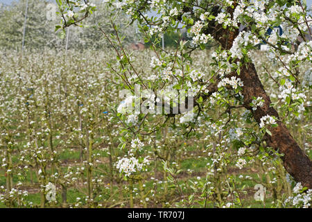 Cherry tree, Sweet cherry (Prunus avium), blooming chrry tree in front of apple orchard, espalier fruits, Netherlands, Gelderland, Betuwe