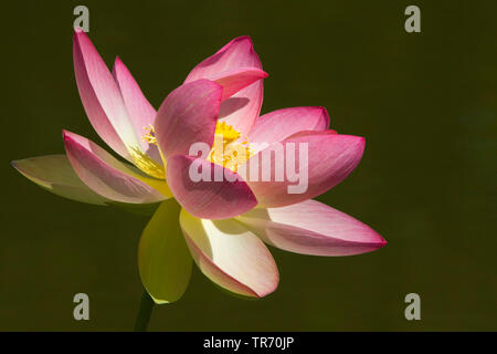East Indian lotus (Nelumbo nucifera), lotus flower Stock Photo
