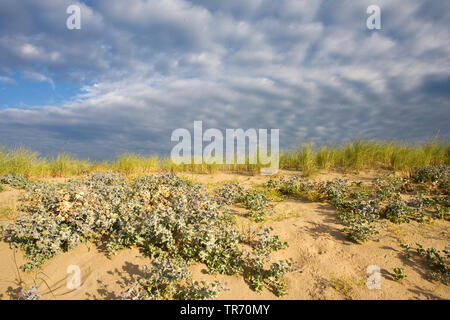 sea-holly, seaside coyote-thistle (Eryngium maritimum), blooming on dunes, Netherlands Stock Photo