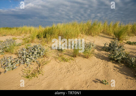 sea-holly, seaside coyote-thistle (Eryngium maritimum), blooming on dunes, Netherlands Stock Photo
