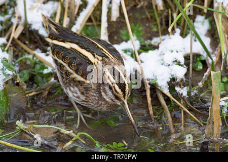 jack snipe (Lymnocryptes minima, Lymnocryptes minimus), foraging in small stream during frost period, Netherlands Stock Photo