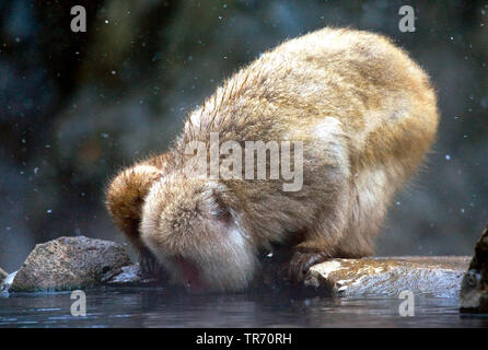 Japanese macaque, snow monkey (Macaca fuscata), drinking, Japan Stock Photo