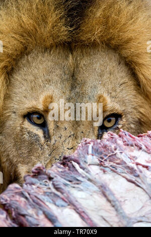 lion (Panthera leo), behind a cadaver, portrait, South Africa, Krueger National Park Stock Photo