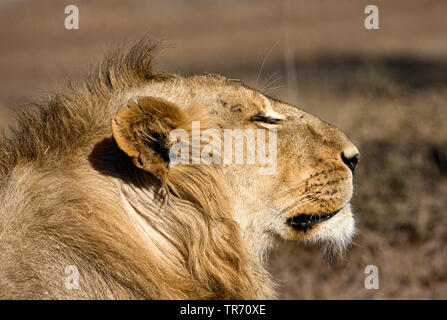lion (Panthera leo), dozing, portrait, South Africa, Krueger National Park Stock Photo