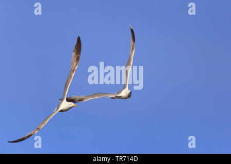 Yellow-legged Gull (Larus michahellis, Larus cachinnans michahellis), two Yellow-legged gulls in flight, Spain, Katalonia, Costa Daurada Stock Photo