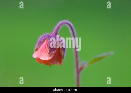 purple avens, water avens (Geum rivale), flower, Germany, Bavaria Stock Photo