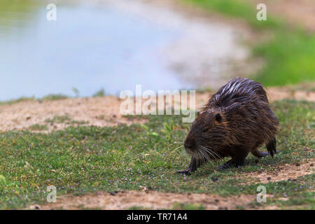 coypu, nutria (Myocastor coypus), walking on the waterfront, Germany Stock Photo