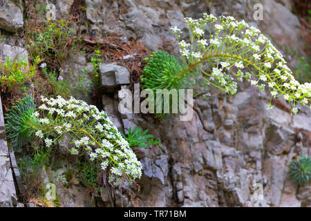 Pyrenees saxifrage (Saxifraga longifolia), blooming on a rock, Spain, Pyrenees Stock Photo