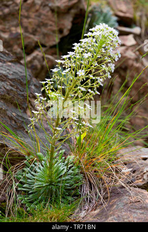Pyrenees saxifrage (Saxifraga longifolia), blooming on a rock, Spain, Pyrenees Stock Photo