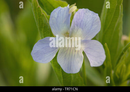 Viola elatior (Viola elatior), flower, Germany, Bavaria Stock Photo