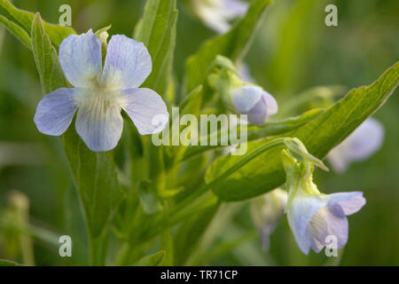 Viola elatior (Viola elatior), flowers, Germany, Bavaria Stock Photo