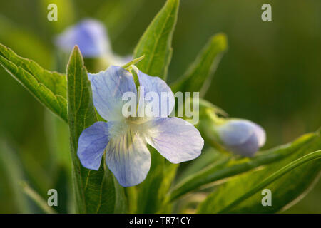 Viola elatior (Viola elatior), flowers, Germany, Bavaria Stock Photo
