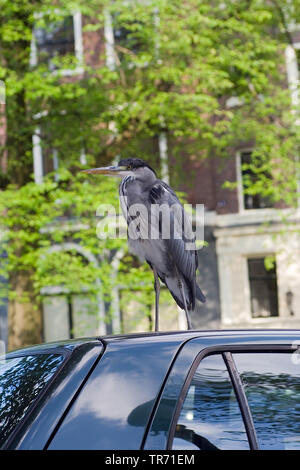 grey heron (Ardea cinerea), on a car roof, Netherlands, Amsterdam Stock Photo