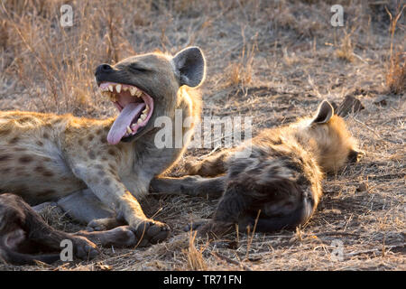 spotted hyena (Crocuta crocuta), yawning, South Africa, Krueger National Park Stock Photo