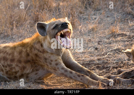 spotted hyena (Crocuta crocuta), yawning, South Africa, Krueger National Park Stock Photo