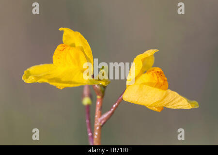 western bladderwort (Utricularia australis), flowers, Germany, Bavaria Stock Photo