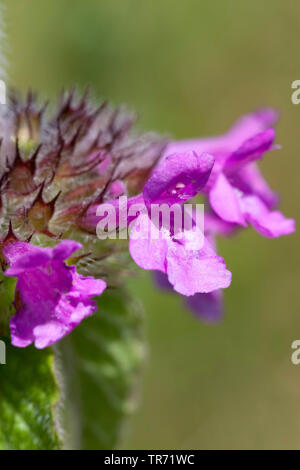 wild basil, field basil (Clinopodium vulgare, Calamintha clinopodium), flowers, Germany, Bavaria Stock Photo