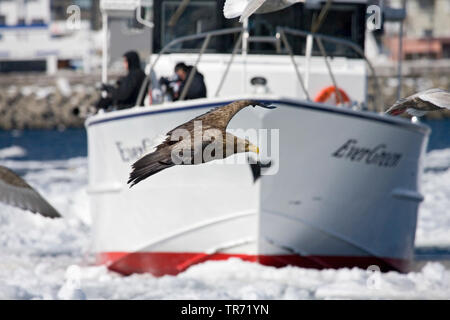 white-tailed sea eagle (Haliaeetus albicilla), flying in a harbour, Japan, Hokkaido Stock Photo