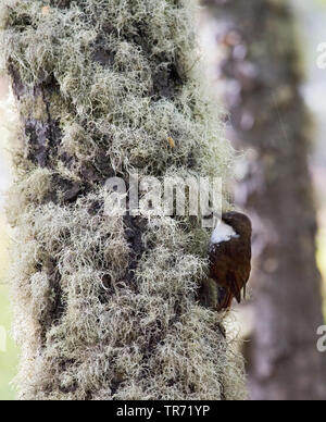 white-throated treerunner (Pygarrhichas albogularis), with lichens at a trunk, Argentina Stock Photo