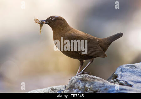 brown dipper (Cinclus pallasii), perched on a rock with food in its beak, Asia Stock Photo