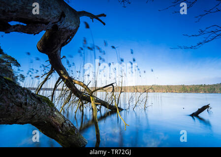 fallen tree in lake Grosser Stechlinsee, Germany, Brandenburg, Neuglobsow Stock Photo
