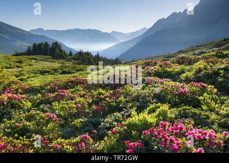 view over the Chalberboden with alpine roses in morning light, Switzerland, Bernese Alps Stock Photo