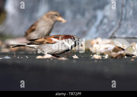house sparrow (Passer domesticus), pair eating breadcrumbs, Netherlands