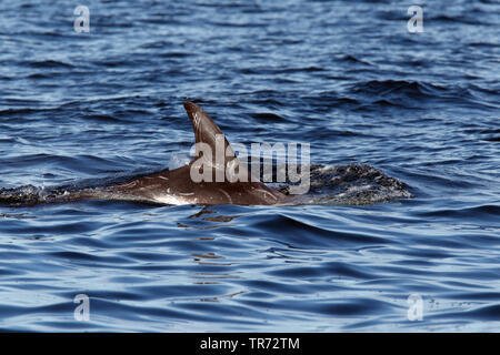 Risso's dolphin, Gray grampus, white-headed grampus (Grampus griseus), swimming, United Kingdom, Scotland, Shetland Islands Stock Photo