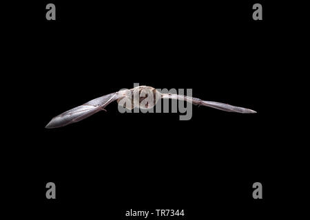 Western barbastelle (Barbastella barbastellus), flying at night, Belgium Stock Photo