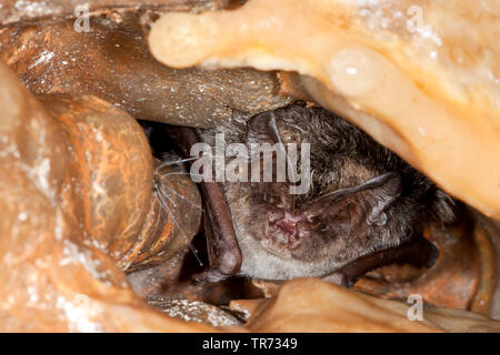 Western barbastelle (Barbastella barbastellus), sleeping in a cave, France Stock Photo