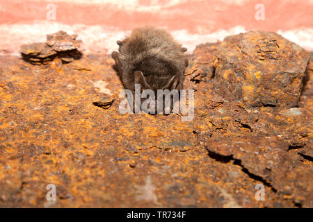 Western barbastelle (Barbastella barbastellus), in hibernation, Poland Stock Photo