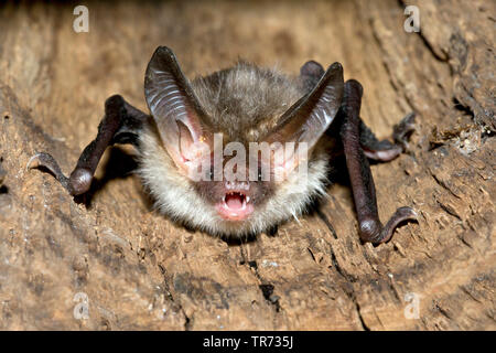 Bechstein's bat (Myotis bechsteinii), with open mouth in a tree hole, Belgium Stock Photo