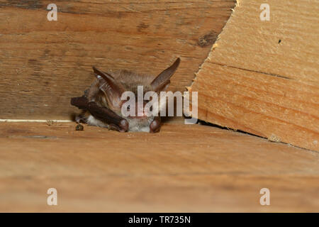 Bechstein's bat (Myotis bechsteinii), in a batbox, Belgium Stock Photo