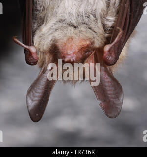 Bechstein's bat (Myotis bechsteinii), portrait of a headlong sleeping bat, France Stock Photo