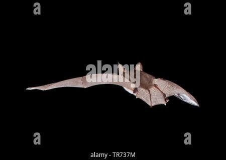 brown long-eared bat, common long-eared bat (Plecotus auritus), flying at night, rear view, Netherlands Stock Photo