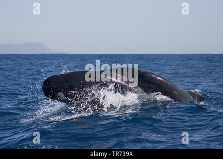 long-finned pilot whale, pothead whale, caaing whale, longfin pilot whale, Atlantic pilot whale, blackfish (Globicephala melas, Globicephala melaena), swimming in the strait of Gibraltar off Tarifa, Spain Stock Photo