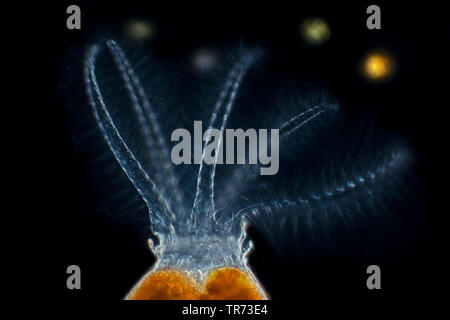 rotifer (Stephanoceros fimbriatus), rotifer in darkfield, Germany Stock Photo