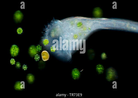 trumpet animalcules (Stentor spec.), feeding on algae, Germany Stock Photo