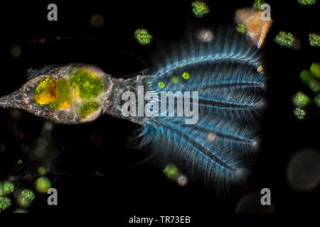 rotifer (Stephanoceros fimbriatus), rotifer in darkfield, Germany Stock Photo