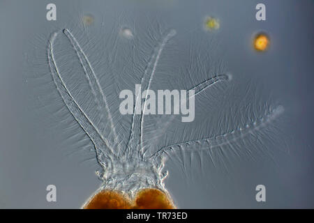 rotifer (Stephanoceros fimbriatus), rotifer in darkfield, Germany Stock Photo