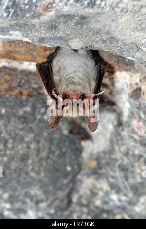 Bechstein's bat (Myotis bechsteinii), headlong hanging at a cave ceiling , France Stock Photo