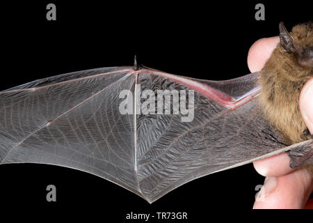 common pipistrelle (Pipistrellus pipistrellus), wing ist examined, Netherlands Stock Photo